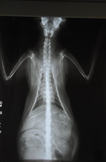 宠物X光机效果图2